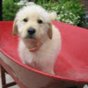 Meet your Posher, Denise